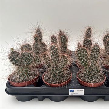 Opuntia polyacantha erinacea ursina