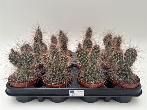 Opuntia polyacantha erinacea ursina