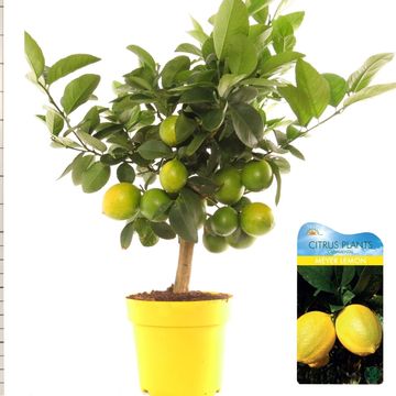 Citrus x meyeri 'Meyer'