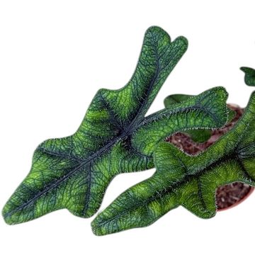 Alocasia 'Jacklyn'