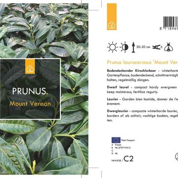 Prunus laurocerasus 'Mount Vernon'