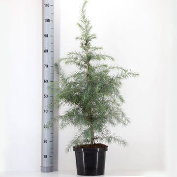 Cedrus deodara