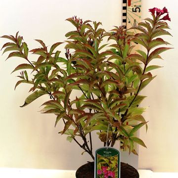 Weigela florida МУЛЕН РУЖ