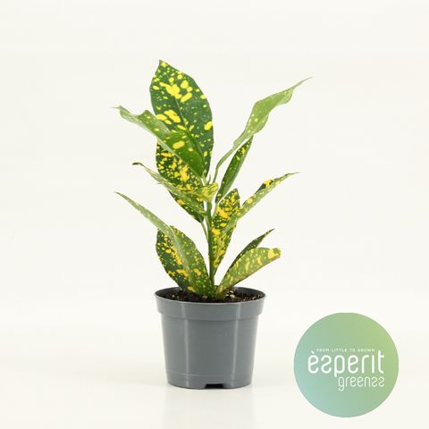 Codiaeum variegatum 'Gold Sun'