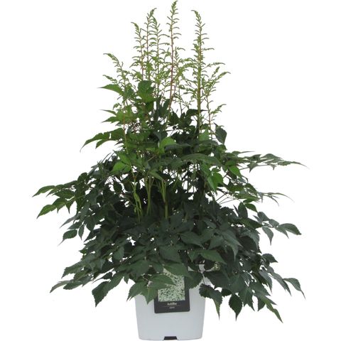 Astilbe 'Whasingthon'