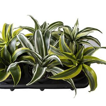 Dracaena MIX