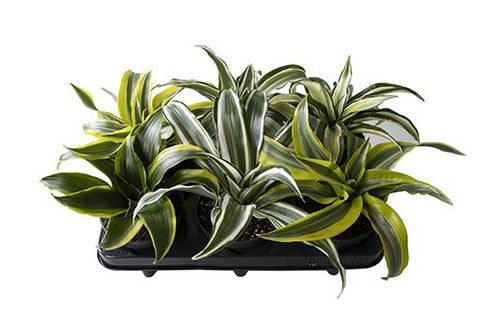 Dracaena MIX