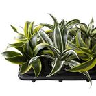 Dracaena MIX