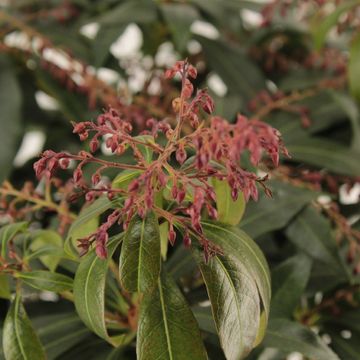 Pieris japonica 'Katsura'