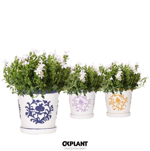 Campanula portenschlagiana AMBELLA WHITE