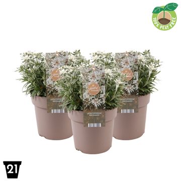 Leontopodium alpinum 'Watzmann'