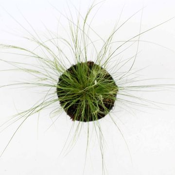 Stipa tenuissima 'Ponytails'