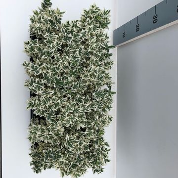 Euonymus japonicus 'White Spire'