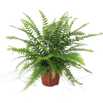 Nephrolepis exaltata 'Bostoniensis'