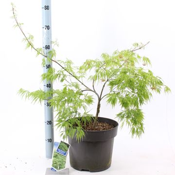 Acer palmatum 'Диссектум'