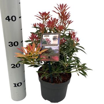 Pieris 'Flaming Silver'