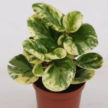 Peperomia obtusifolia 'Variegata'