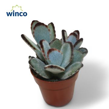 Kalanchoe tomentosa 'Jumbo'