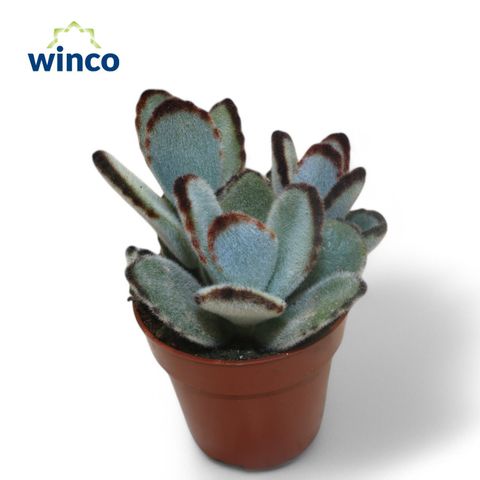 Kalanchoe tomentosa 'Jumbo'