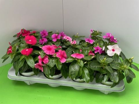 Catharanthus roseus TITAN MIX