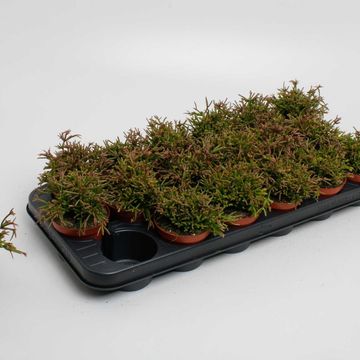 Rhipsalis clavata 'Easy Sweety'