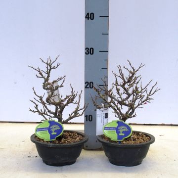 Chaenomeles japonica