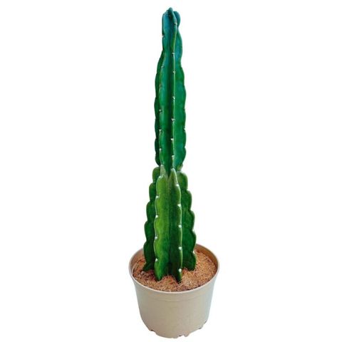 Cereus jamacaru
