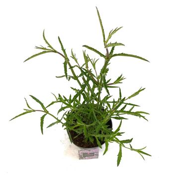 Verbena bonariensis 'Lollipop'