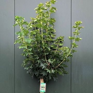 Acer platanoides 'Globosum'