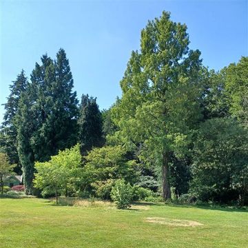 Metasequoia glyptostroboides