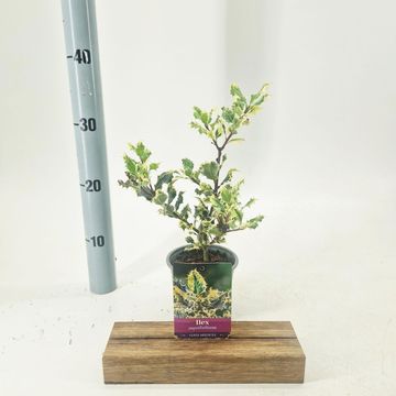 Ilex aquifolium 'Ferox Argentea'
