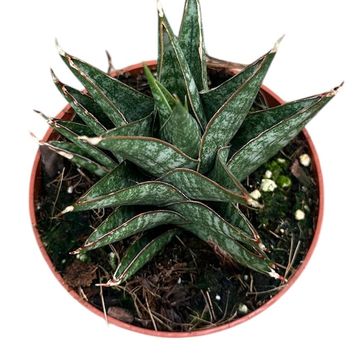 Sansevieria 'Table Mountain'
