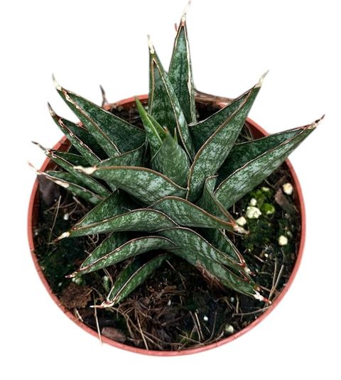Sansevieria 'Table Mountain'