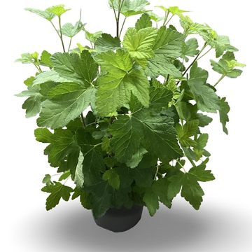 Ribes sanguineum 'Pulborough Scarlet'