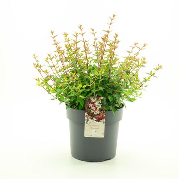 Abelia x grandiflora 'Sherwood'