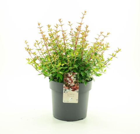 Abelia x grandiflora 'Sherwood'