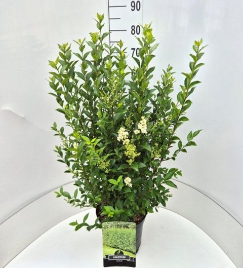 Ligustrum ovalifolium