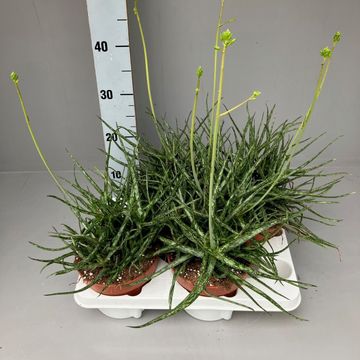 Aloe bakeri