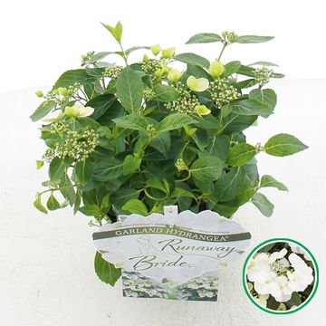 Hydrangea RUNAWAY BRIDE
