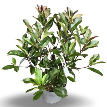 Фотиния x fraseri 'Ред Робин'