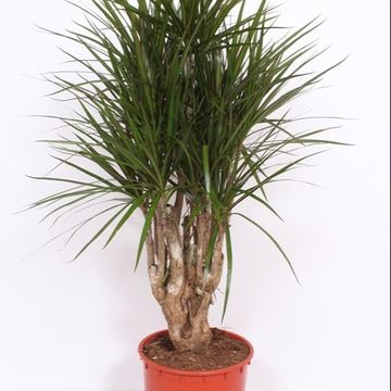 Dracaena marginata