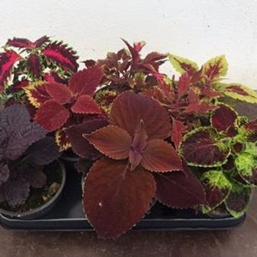 Coleus BLUMEI MIX
