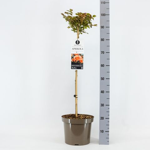 Rosa APRIKOLA