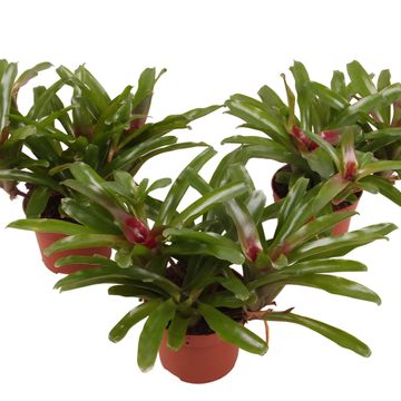 Nidularium schultesianum 'Fire Ball'