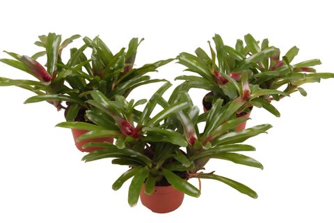 Nidularium schultesianum 'Fire Ball'