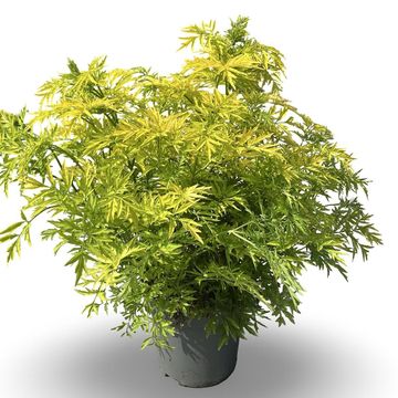 Sambucus nigra GOLDEN TOWER