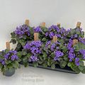 Saintpaulia TRAILING MINI BLUE