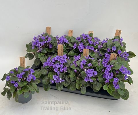 Saintpaulia TRAILING MINI BLUE
