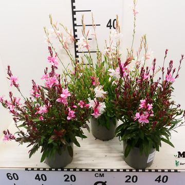 Gaura lindheimeri 'Steffi White'