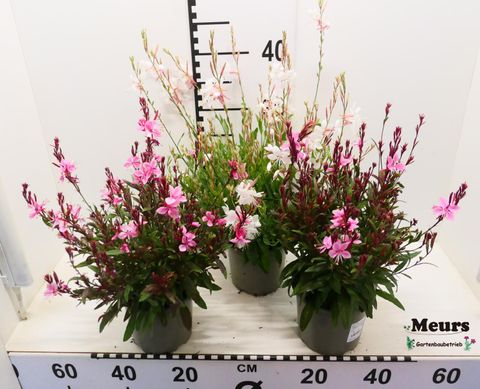 Gaura lindheimeri 'Steffi White'